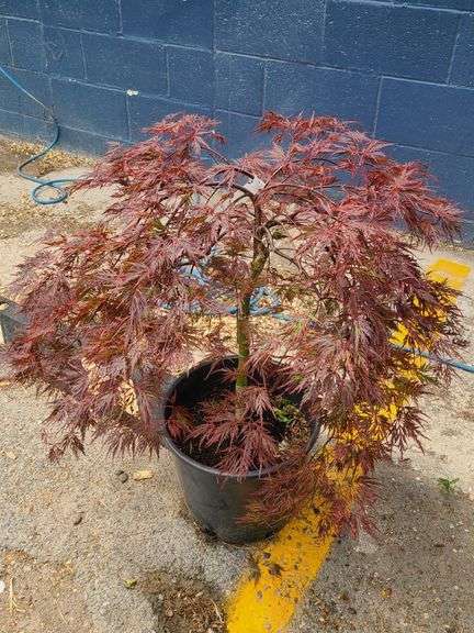 Lace Leaf Japanese Maple