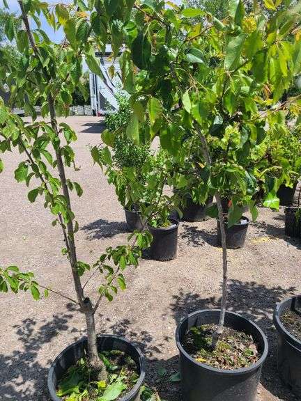 Bradford Pear, Cherry Tree