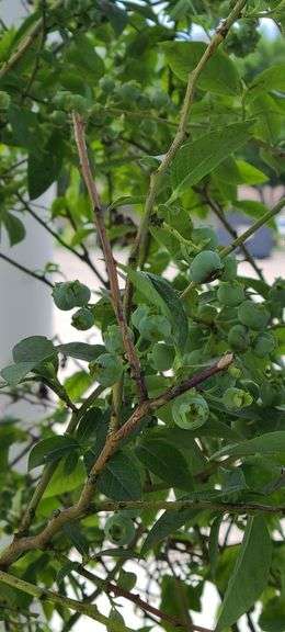 Bluecrop Blueberry Tree