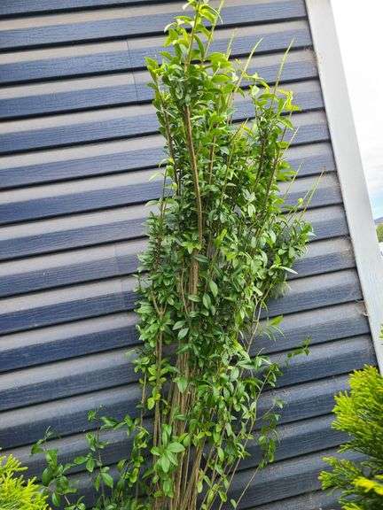 Ligustrum Ovalifolium (California Privet)