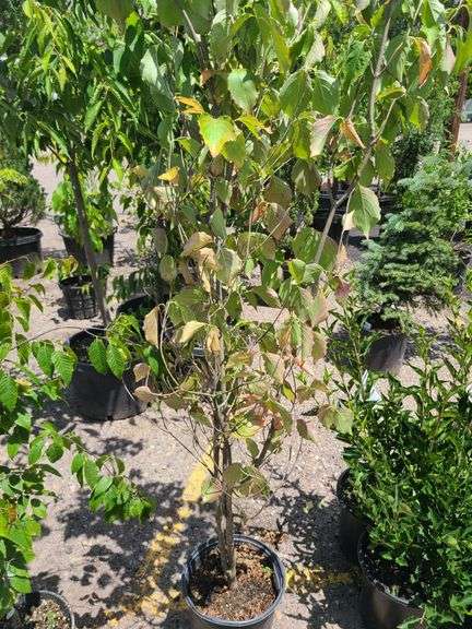 Dogwood Tree