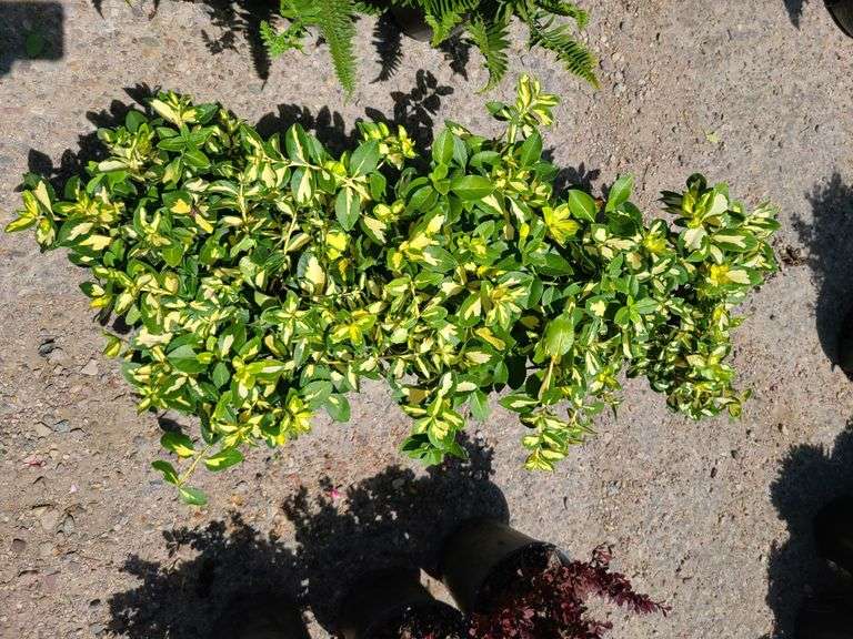 3) Moonshadow Euonymus Shrubs