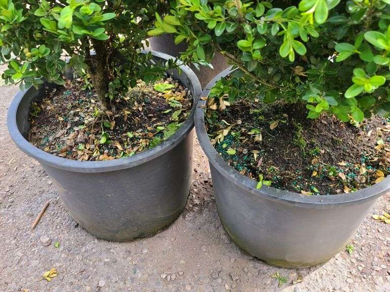 2) Bushes