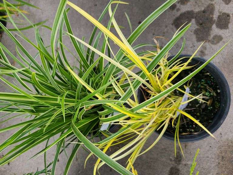 2) Carex Ice Dance