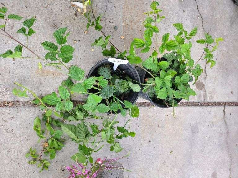 2) Berry Plants