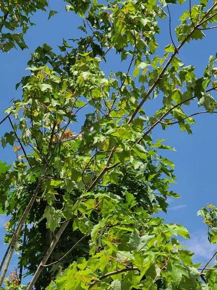 Sycamore Tree