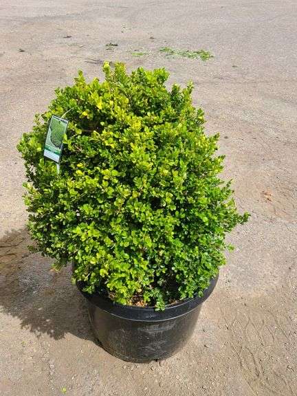 Green Beauty Boxwood