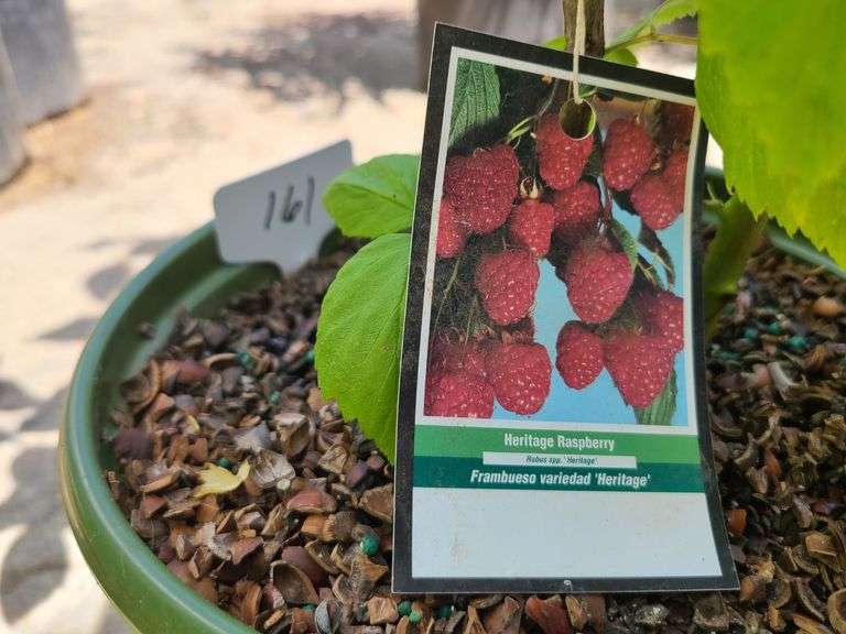 Heritage Raspberry