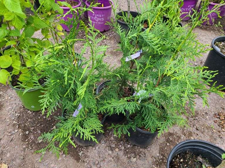 3) Green Giant Arborvitaes