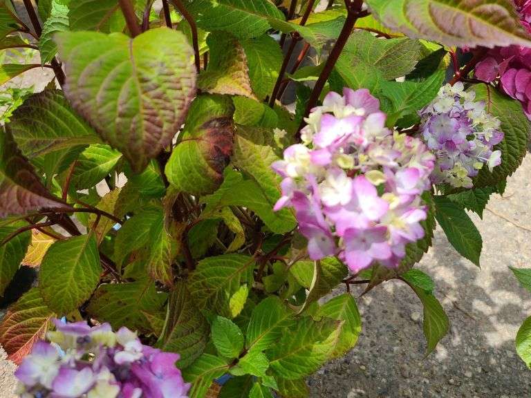 Hydrangea