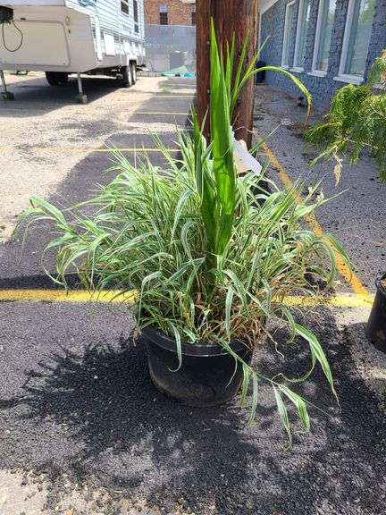 Ribbon Grass