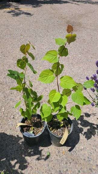2) Little Leaf Linden
