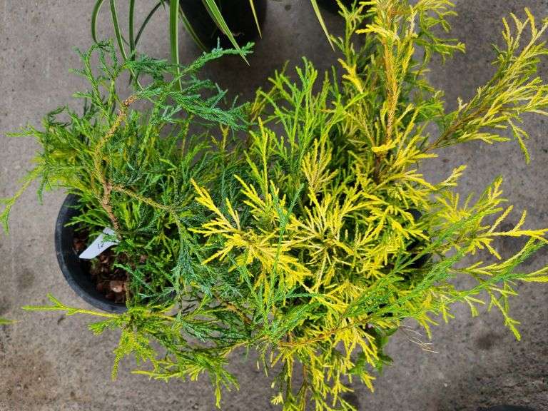 2) False Cypress