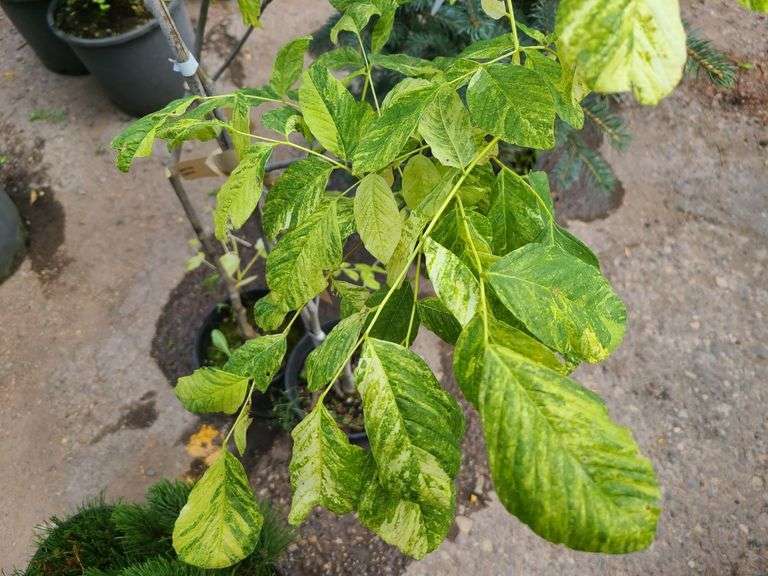 2) Golden American Yellowwood
