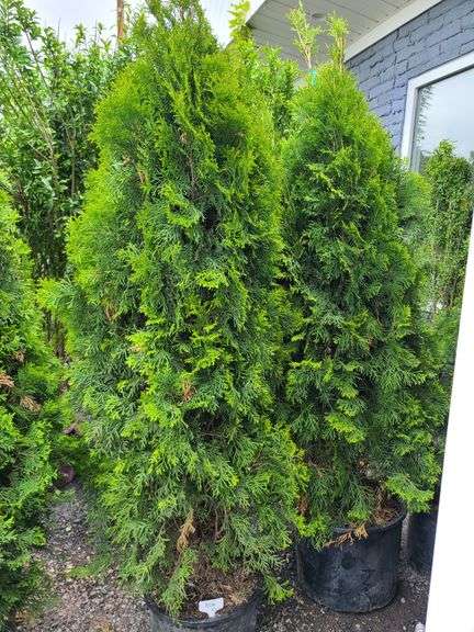 2) Emerald Green Arborvitaes