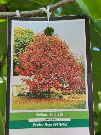 Northern Red Oak