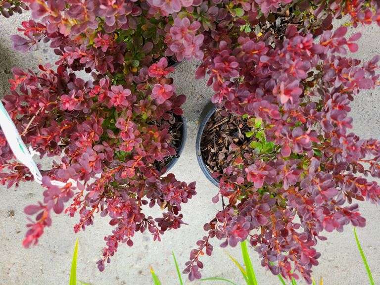 4) Royal Burgundy Barberry