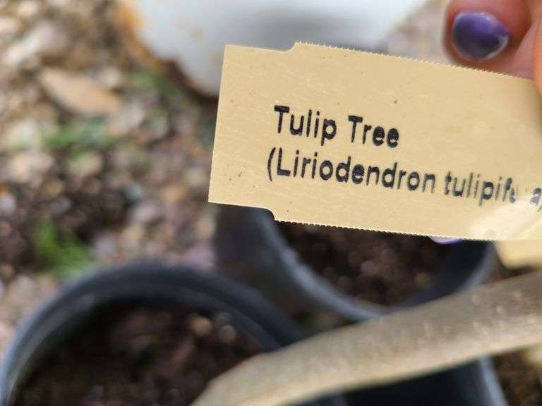 4) Tulip Tree