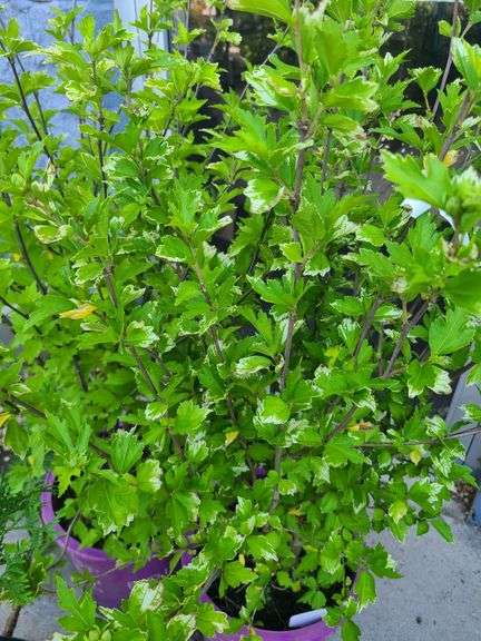 2) Hibiscus Plants