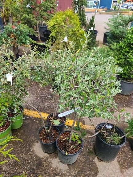 3) Silver Buffalo Berry Bushes