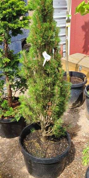 Pine