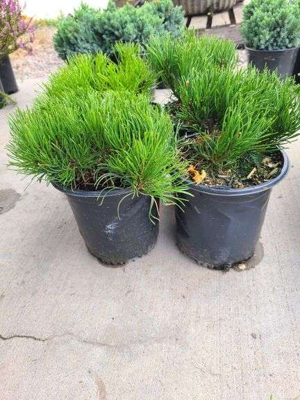 4) Dwarf Mugo Pine