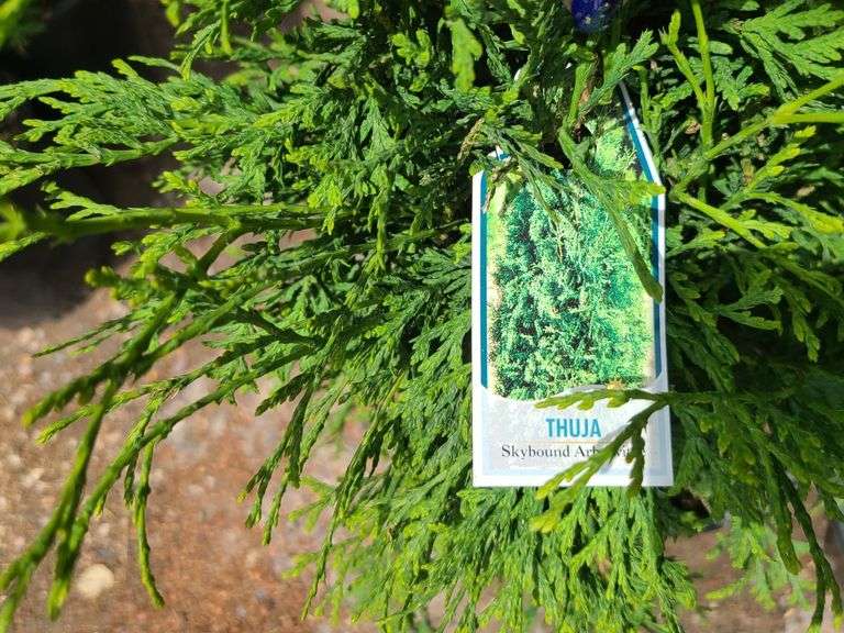 7) Skybound Arborvitae