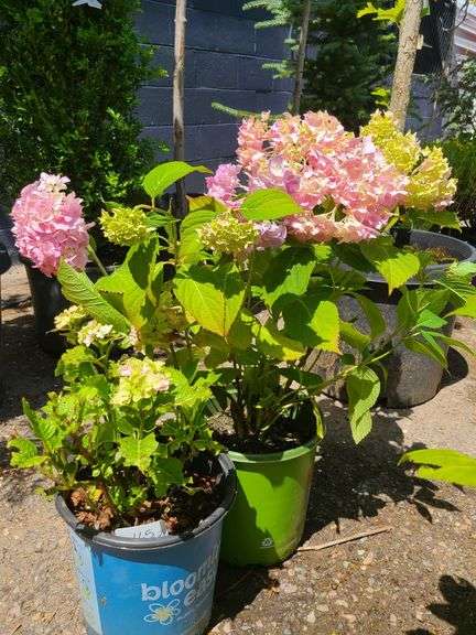 2) Hydrangea