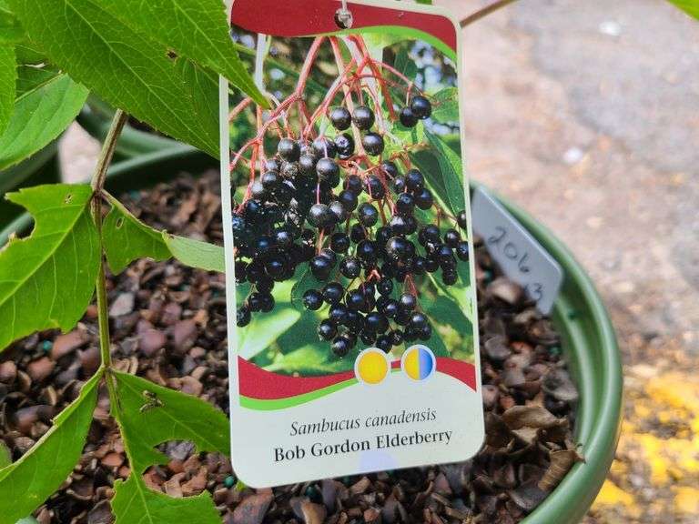 3) Bob Gordon Elderberry