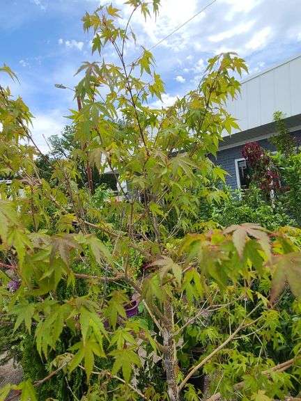 Green Upright Japanese Maple