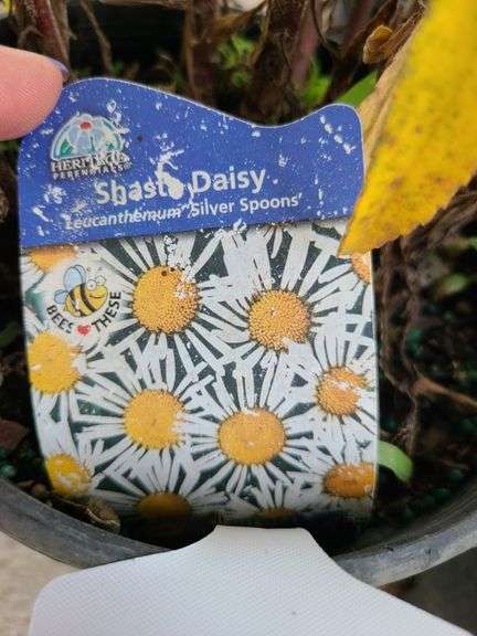 4) Shasta Daisies