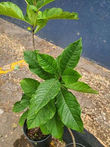 2) Fringe Tree