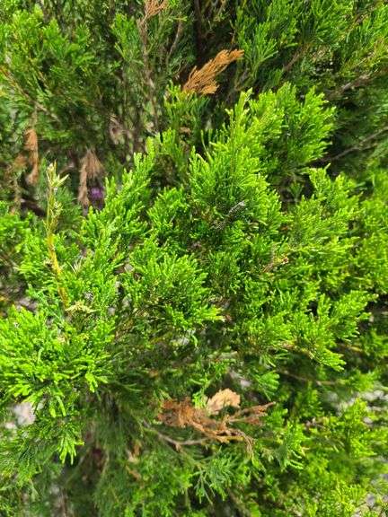 Juniperus virginiana