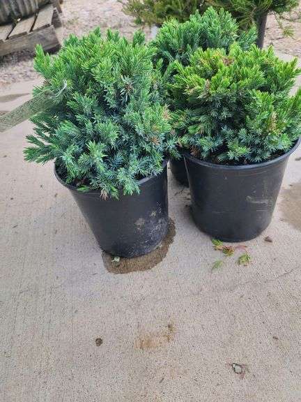 4) Blue Star Juniper