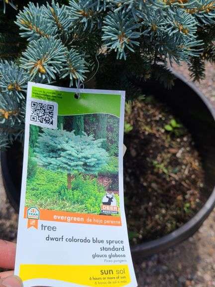 Dwarf Colorado Blue Spruce