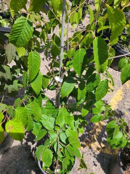 2) Vine Maples
