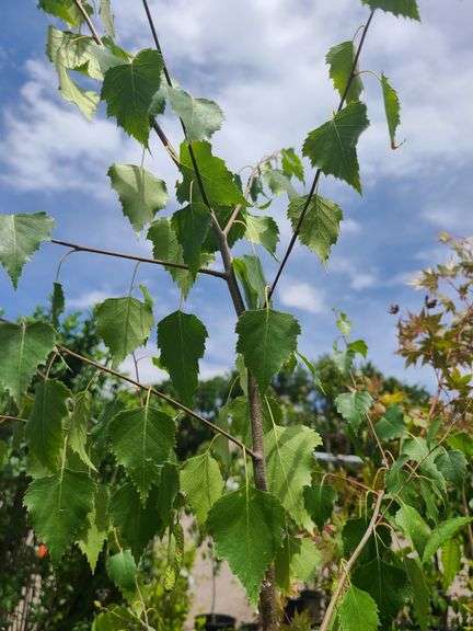 European White Birch, 3) Radiant Japanese Maple, Norway Maple