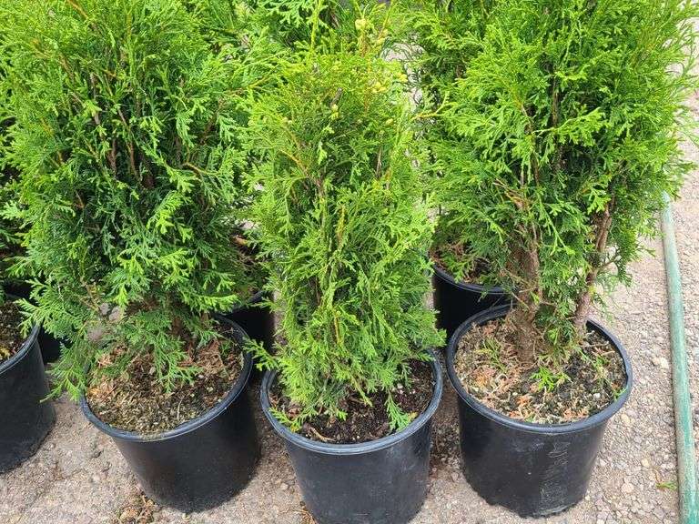 6) Emerald Green Arborvitae
