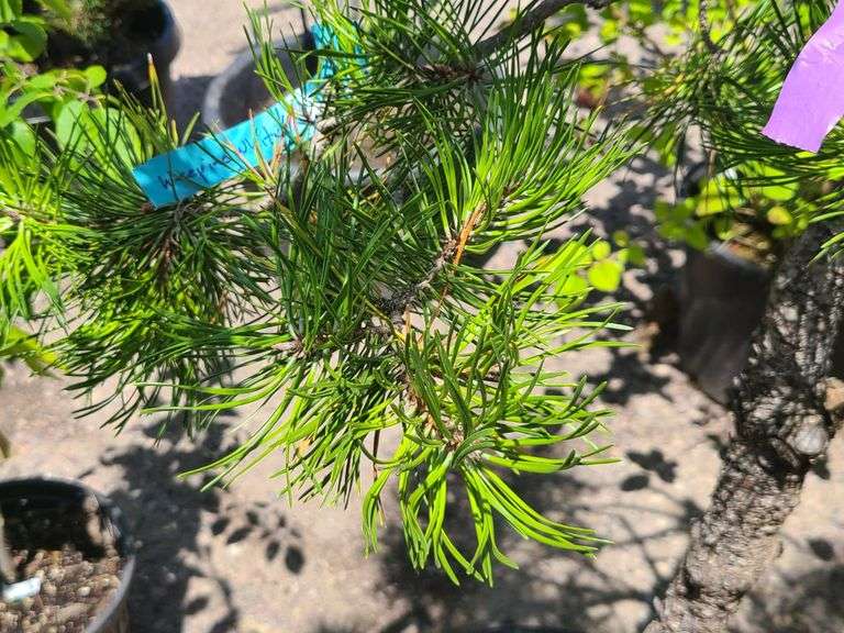 White Pine