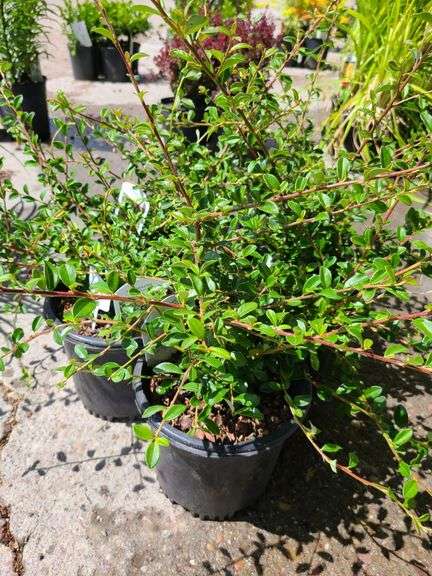 5) Cotoneaster Coral Beauty