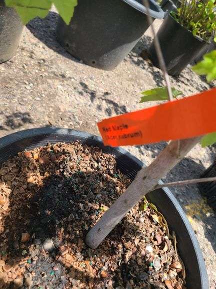Red Maple