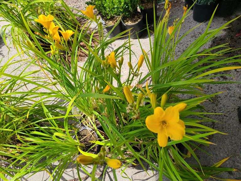 6) Daylily