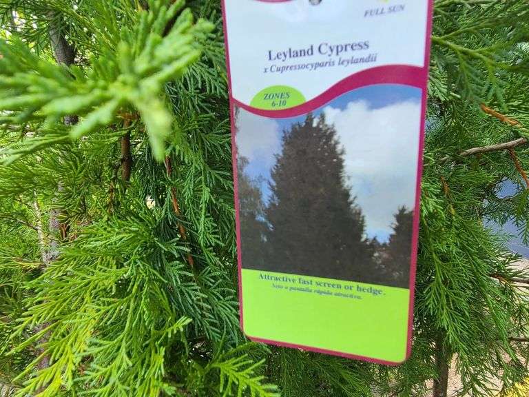 3) Arborvitae