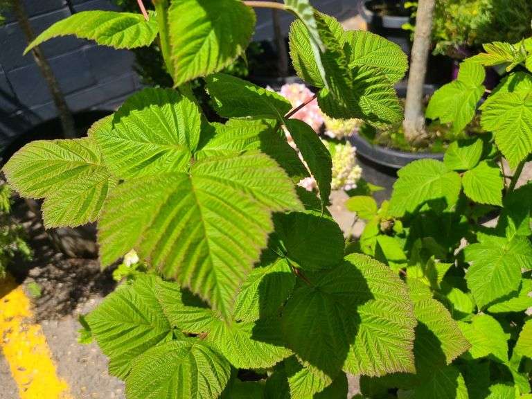 2) Latham Raspberry