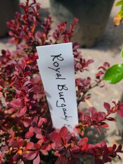 4) Royal Burgundy Barberry
