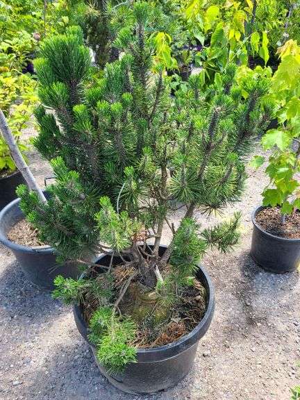 Pine