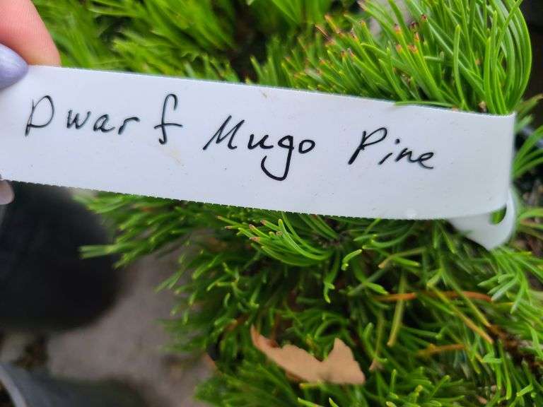 2) Dwarf Mugo Pine