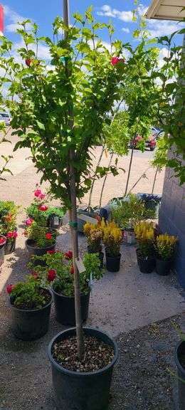 Hibiscus Rose of Sharon Tree