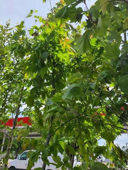 Hornbeam Tree