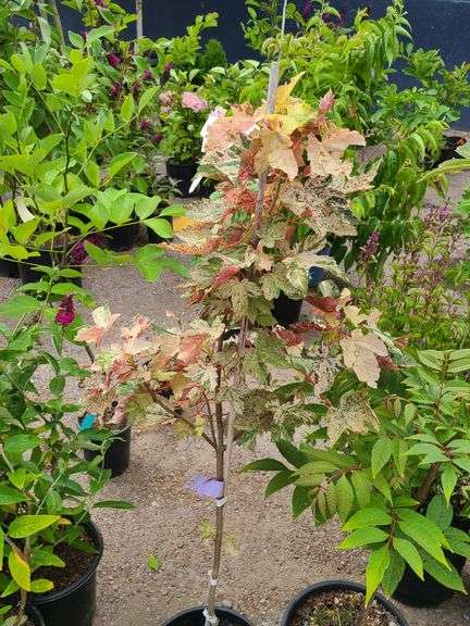 Sunset Sycamore Maple